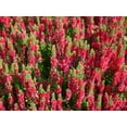 thumbnail image 2 of Dark Beauty Scotch Heather - Calluna vulgaris - Hardy - Quart Pot, 2 of 2
