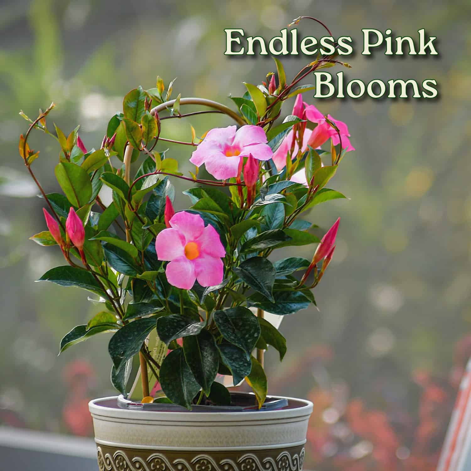 Tropical Plants of Florida 20" Pretty Pink Dipladenia Live Plants in 6" Planter