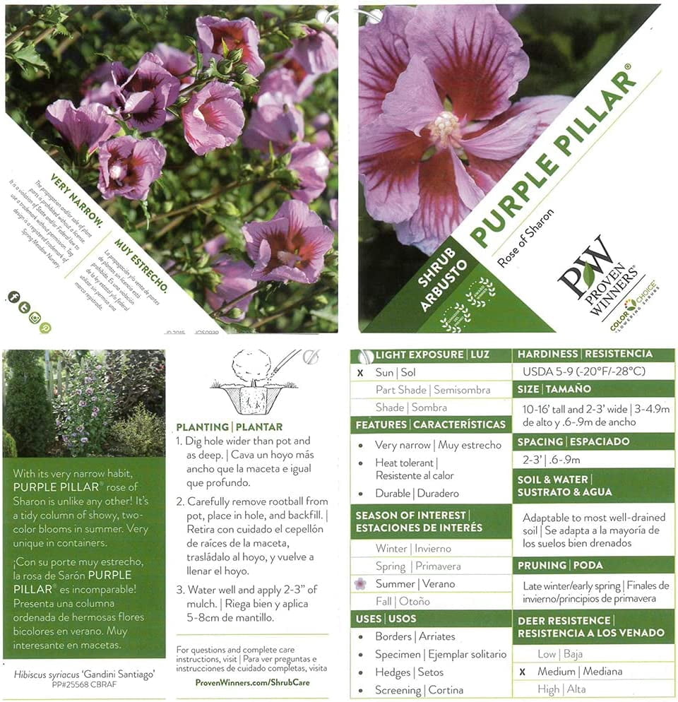 Proven Winners ColorChoice Purple Pillar Hibiscus Live Shrub (2 Gallon)