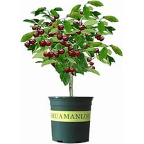 Black Cherry Bonsai Tree for Growing - 1 Year Seedling - Ready to Plant (1 Seedling)