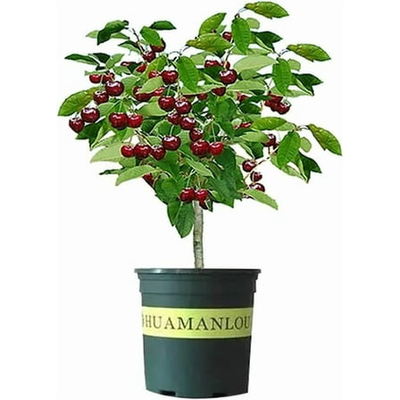 Black Cherry Bonsai Tree for Growing - 1 Year Seedling - Ready to Plant (1 Seedling)