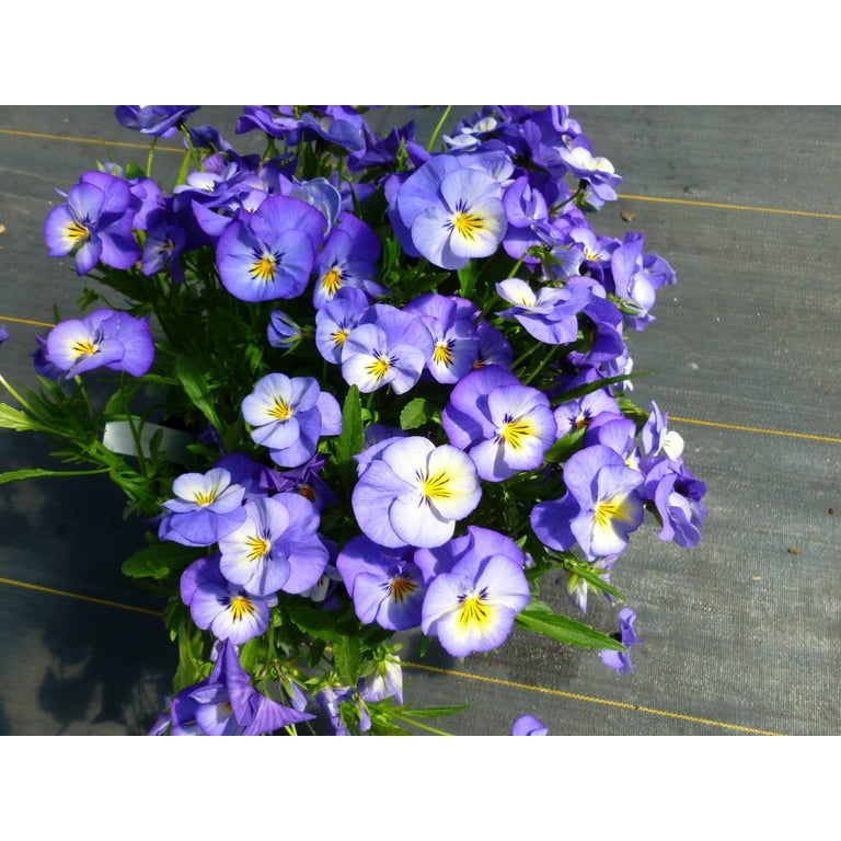Better Homes and Gardens Outdoor Live Plant Viola Pansy Halo Sky