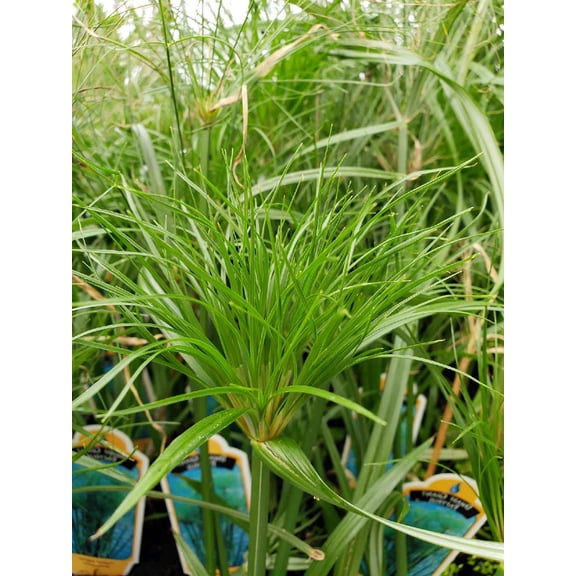 Nile Queen Papyrus Plant - Cyperus - Live Plant - 2.5" Pot