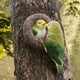 thumbnail image 5 of Ganfancp 1 Set Simulación Pájaro Colgante Pájaros Figurilla Pájaro Decoración de Pared Pájaro Árbol Escultura Pájaros Falsos Pájaros Artificiales Adorno Árbol de Navidad Durante Resina Ofertas de La, 5 of 7