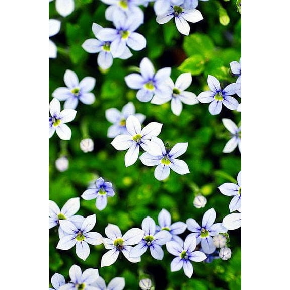 Blue Star Creeper - Isotoma fluviatilis - 3 Seasons of Blooms - Quart Pot