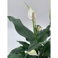 thumbnail image 5 of Peace Lily, 4 inch, Spathiphyllum Wallisii, White Sails, Spathe Flower, 5 of 9