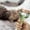 Green, variant on Double Coat Dematting Comb and Deshedding Tool for Medium Large Dog Grooming