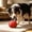 Red, variant on Durable Dog Tug Toy with Strap Handle Interactive Chew and Fetch Toy Boredom Relief & Training Accessory for Small to Medium Breeds Indoor and Outdoor Play