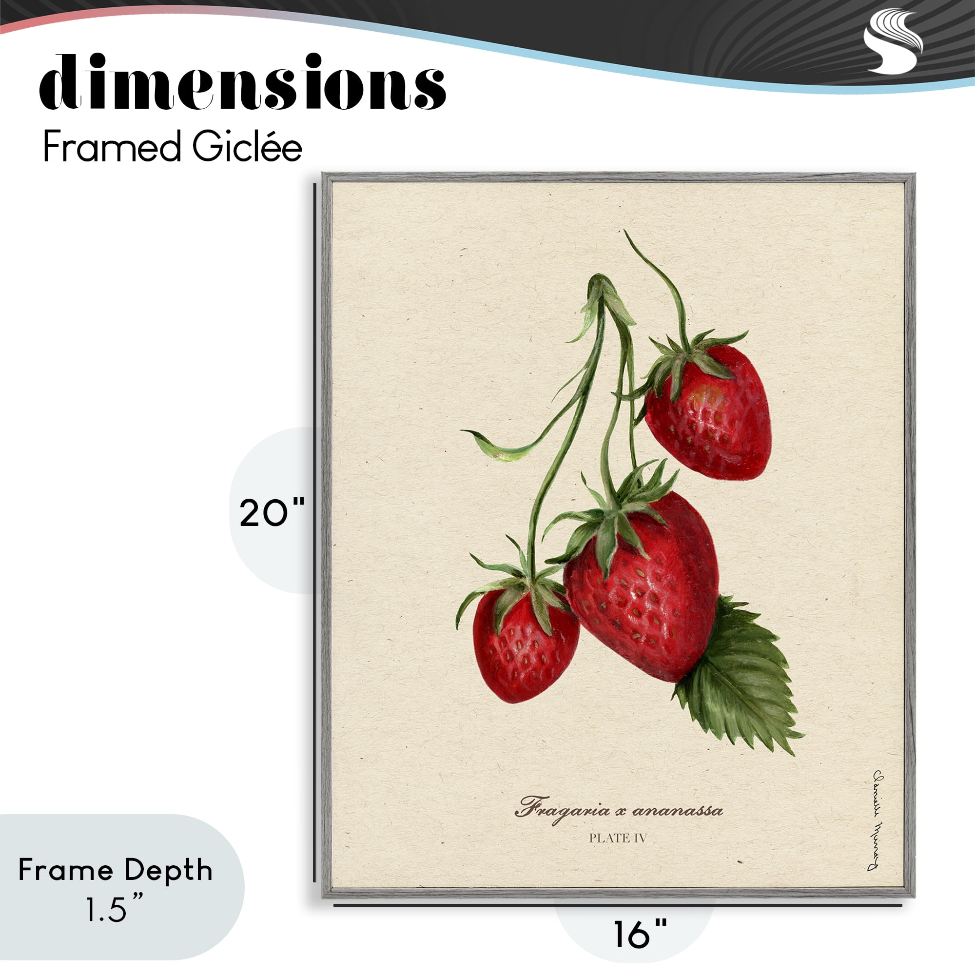 Stupell Industries Strawberry Fruit Portrait Gray Framed Giclee Art, design by Danielle Murray
