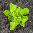 thumbnail image 2 of Organic Lettuce Garden Seeds - Buttercrunch - 2.5 Gram Packet - Non-GMO, Heirloom Vegetable Gardening & Microgreens Seeds; AKA Butterhead, 2 of 2