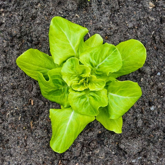 Organic Lettuce Garden Seeds - Buttercrunch - 4 Oz - Non-GMO, Heirloom Vegetable Gardening & Microgreens Seeds; AKA Butterhead