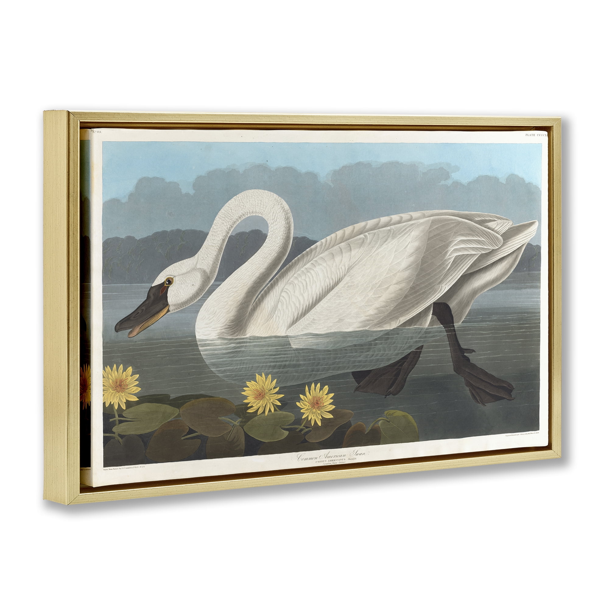 Stupell Industries Classic Common American Swan Animals Painting Gold Floater Framed Canvas Art Print Wall Art, 25 x 17