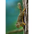 thumbnail image 3 of Fitzharris, Tim 17x24 Black Modern Framed Museum Art Print Titled - Red Squirrel on trunk, 3 of 5