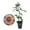 1 Plant, variant on Koko Loko Rose Bush - Live Starter Plant in a 2 Inch Pot - Beautiful Roses from Florida - A Stunningly Beautiful Ornamental Rose