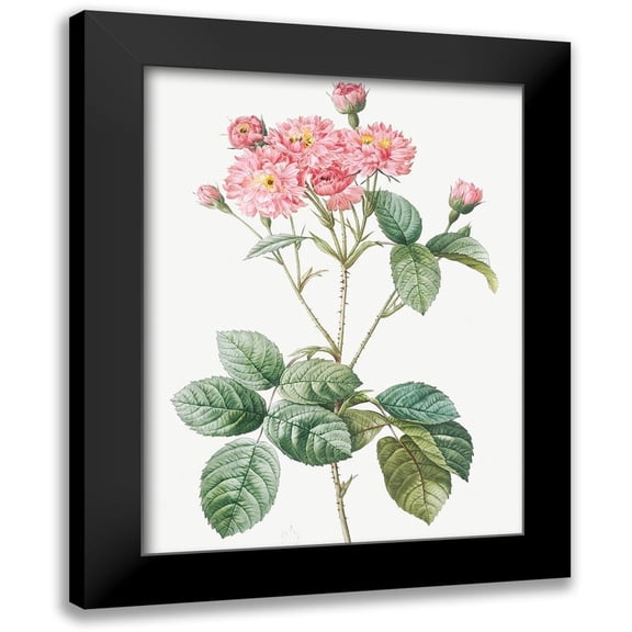 Redoute, Pierre Joseph 12x14 Black Modern Framed Museum Art Print Titled - Carnation Petalled Variety of Cabbage Rose also known as Rose bush, Rosa Centifolia Caryophyllea