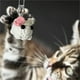 thumbnail image 4 of Llavero de hámster tejido a mano | Llavero de peluche para mochila o bolso | Lindo regalo de muñeco de roedor tejido para amantes de las mascotas, amigos y coleccionistas, 4 of 6