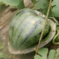 thumbnail image 1 of OUNONA Fruit Shaping Mould Heart Shape Transparent PC 1Pack Growth Tool, 1 of 6