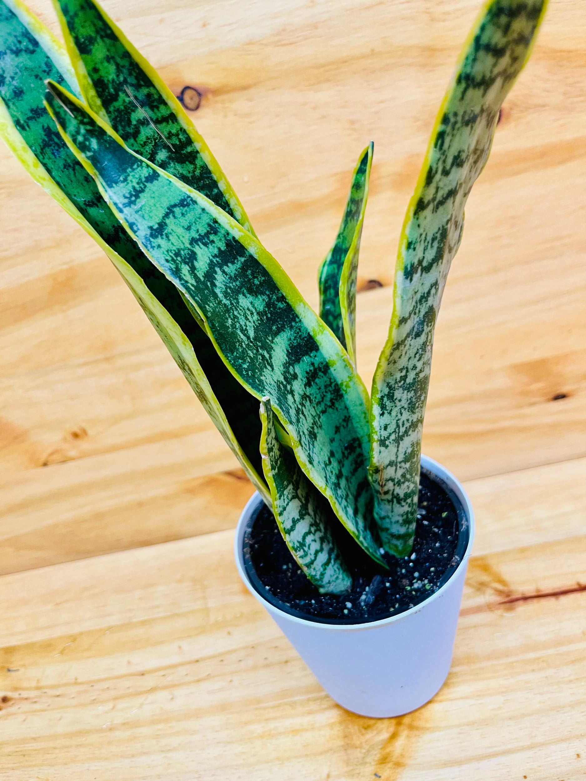 succulent bowls Serene Succulent Oasis – Perfect Petals main image 0