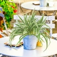 thumbnail image 4 of Clearance! Liulin Artificial Ferns, Artificial Boston Fake Fern Plants Bushes Faux Plants Shrubs Greenery UV Resistant for Garden House Office Indoor Outdoor Decor, Fake Outdoor Plants, 24 Inch, 4 of 9