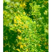 Earthcare Seeds - Siberian Pea Shrub 50 Seeds (Caragana Arborescens) Heirloom - Open Pollinated