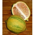 thumbnail image 2 of Pink Variegated Eureka Lemon Tree - 5"-Pot-No Shipping to Tx, Fl, Az, Ca, La, Hi, 2 of 4