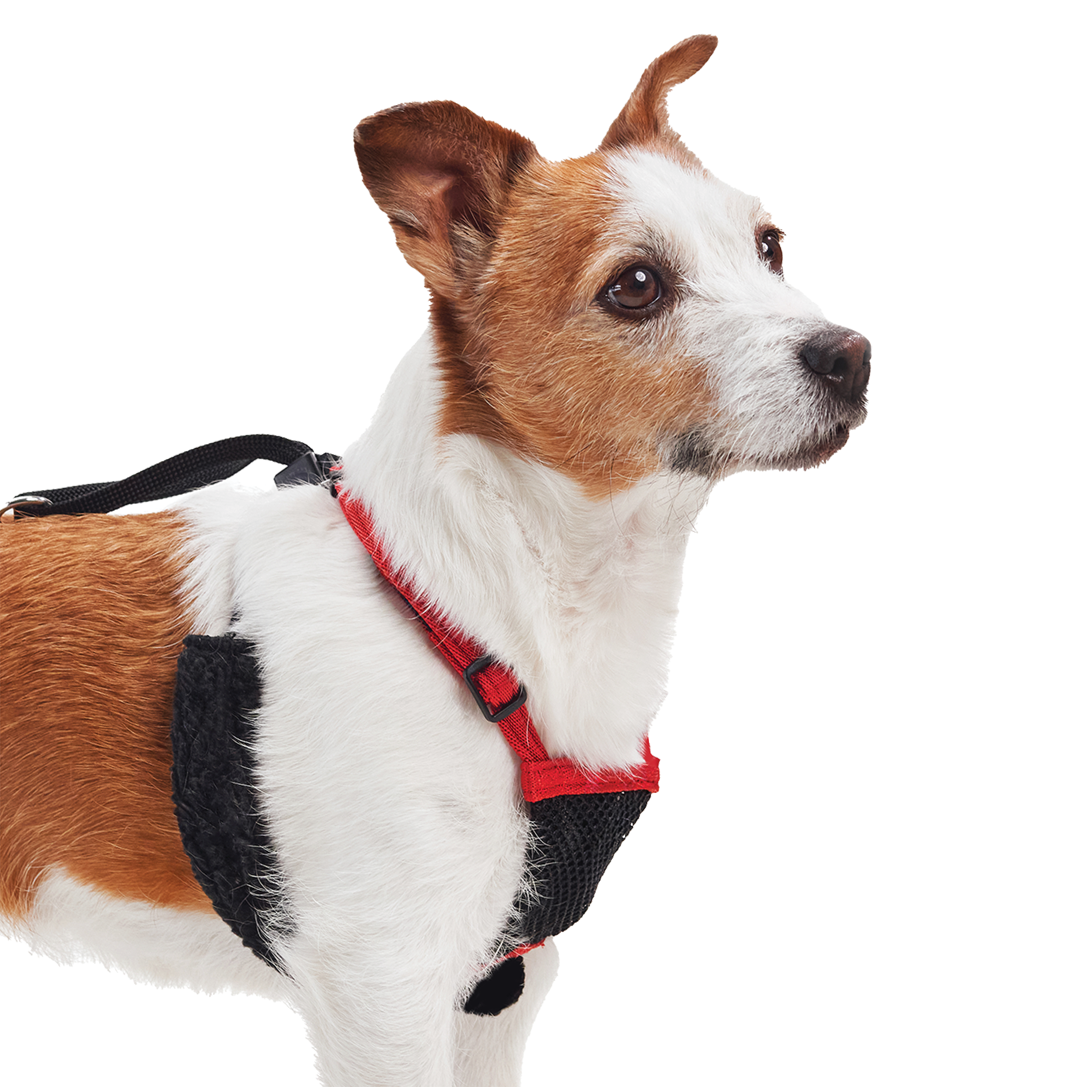 Yuppie Puppy No Pull Dog Harness, Black, Small photo 8