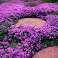 20000+ Magic Purple Creeping DHF10 Thyme Seeds for Planting Ground