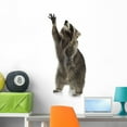 thumbnail image 1 of Raccoon 9 Months Procyon Wall Decal by Wallmonkeys Peel and Stick Graphic (36 in H x 17 in W) WM164020, 1 of 4