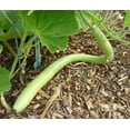 thumbnail image 6 of TomorrowSeeds - Cucuzza Squash Seeds - 10+ Count - For 2026 Planting Lagenaria siceraria Cucuzzi, 6 of 11