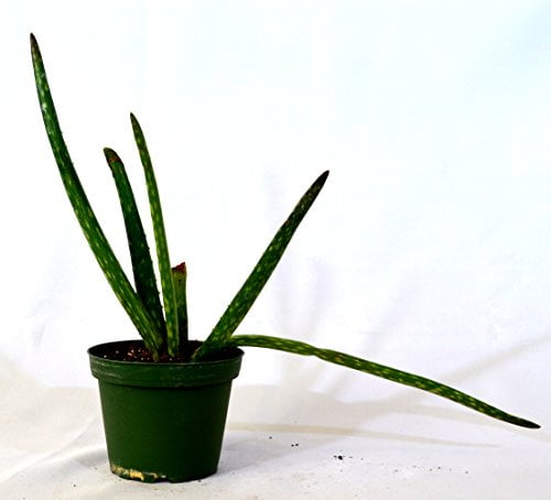 Aloe Vera Plant - Walmart.com