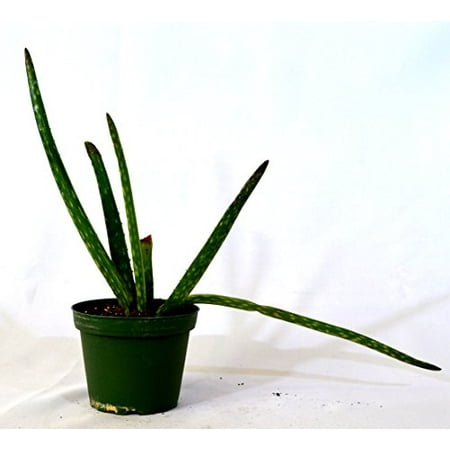 Aloe Vera Plant (Best Pot For Aloe Vera Plant)