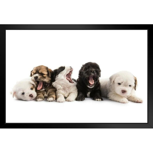 Five Cute Puppies Lying on Ground Puppy Posters For Wall Funny Dog Wall ...