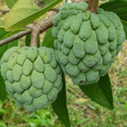 thumbnail image 4 of Sugar Apple Tree Live Plant, Sugar Apple Tree, Sweet Fruit, 5-9 inches Tall for Outdoor Planting, 4 of 6