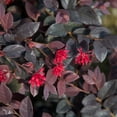 thumbnail image 3 of Southern Living Red Diamond Loropetalum Live Shrub in 2-Gallon Grower Pot, 3 of 9