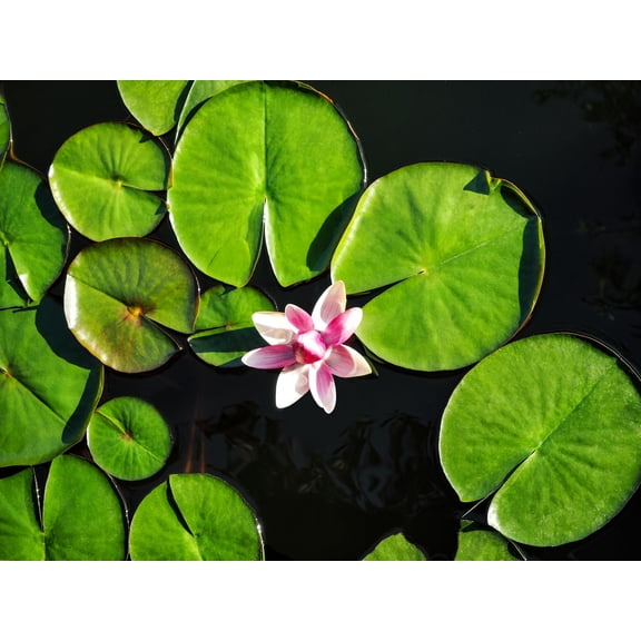 Lily Pad Plant Root Stock for Growing - Great Aquatic Feature, Bowl Bonsai, Aquarium Koi Pond or Large Pond, Water Lily Plant for Planting (1 Lily Pad Plant)
