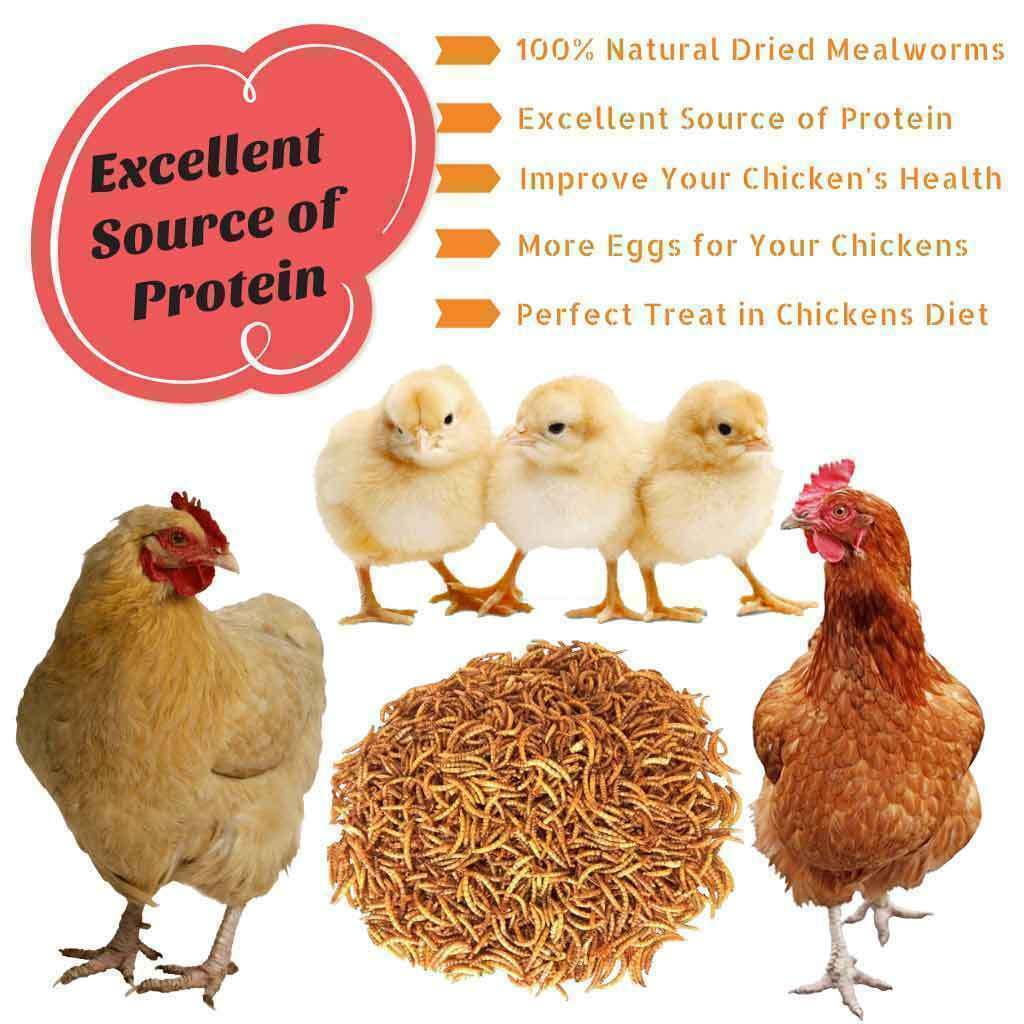 Dried Mealworms for Birds Chickens Hamster Fish Reptile Turtles 10 lbs Mealworms