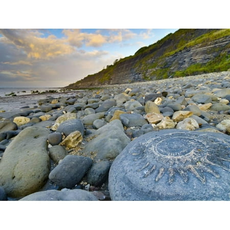 Lyme Regis, a Gateway Town To UNESCO World Heritage Site of Jurassic Coast, Large Ammonite Fossil Print Wall Art By Alan (Best World Heritage Sites)