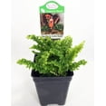 thumbnail image 4 of World's Smallest Boston Fern - 2.5" Pot - Terrarium/Fairy Garden/House Plant, 4 of 4