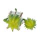 thumbnail image 5 of Planta artificial,artificial Suculento,tacto verdadero de la planta,Falso Suculento,Decoración floral,planta de plástico, 5 of 8