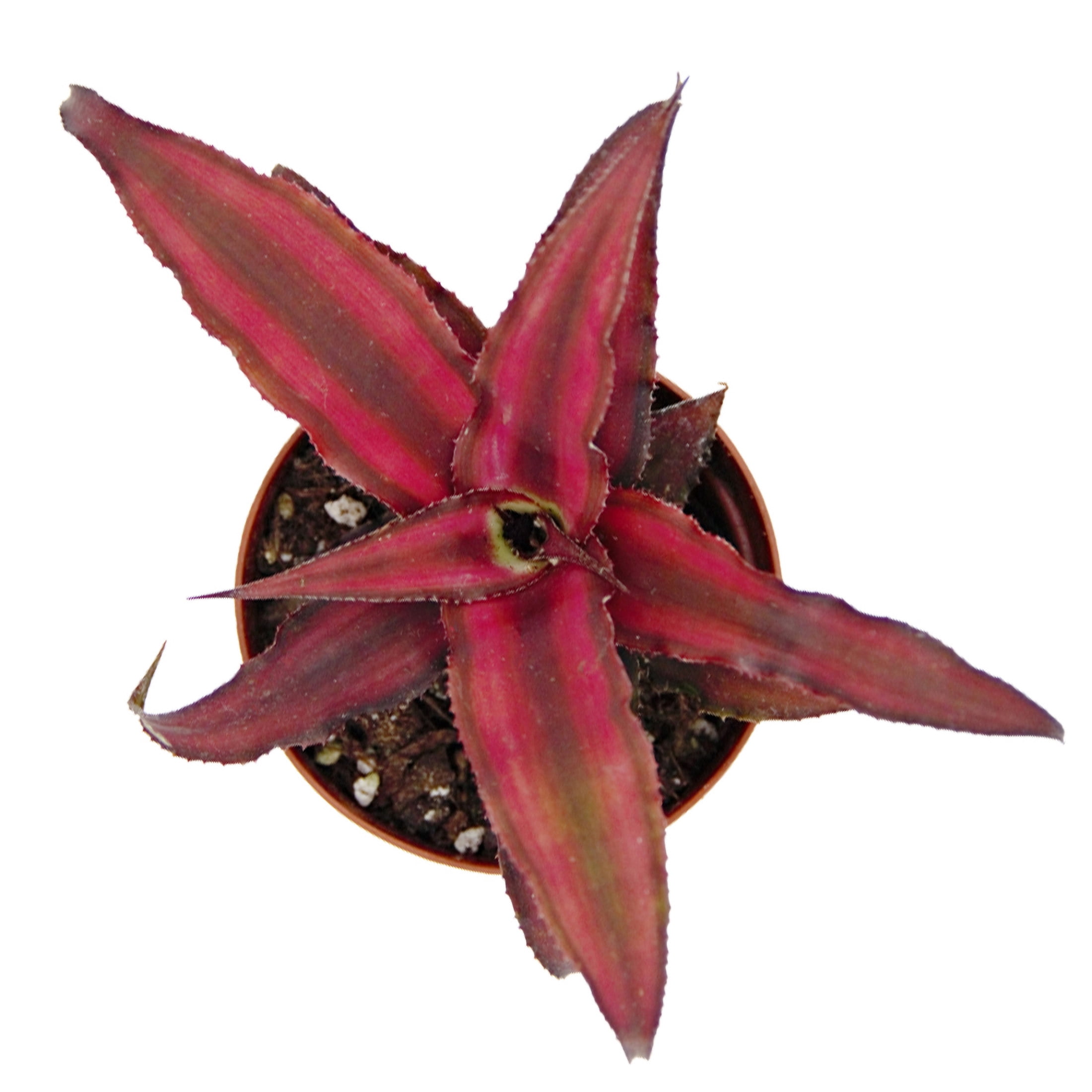 ReptiCulture Assorted Cyptanthus Tropical 2" Pot 3 pk