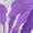 Purple, variant on Panties for Women Breathable Hollow Embroidered Low Waist Thong Side Open Stretch Soft Full Coverage Women's Underpants,One Size
