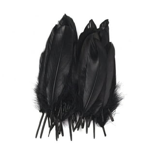 Holmgren Black Ostrich Feathers Bulk - 20pcs Making Kit 22 Inch Natural  Ostrich Feathers for Vase, Floral Arrangement, Wedding Party Centerpieces  and