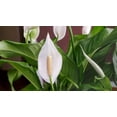 thumbnail image 6 of Gardenera Labs's Professional Grade Potting Mix for Peace Lilies : The Perfect Growing Environment for Your Indoor Plants [2-Quart Bag], 6 of 8