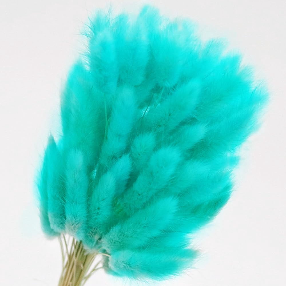 Natural Dried Bunny Tail Grass Real Flower Eternal Flower Lagurus Ovatus Dry Grass Dried Flowers Pampas Grass Bouquet Rabbit Tail Grass Stems forHome Decor and Fall Theme Decorati(7"/White)