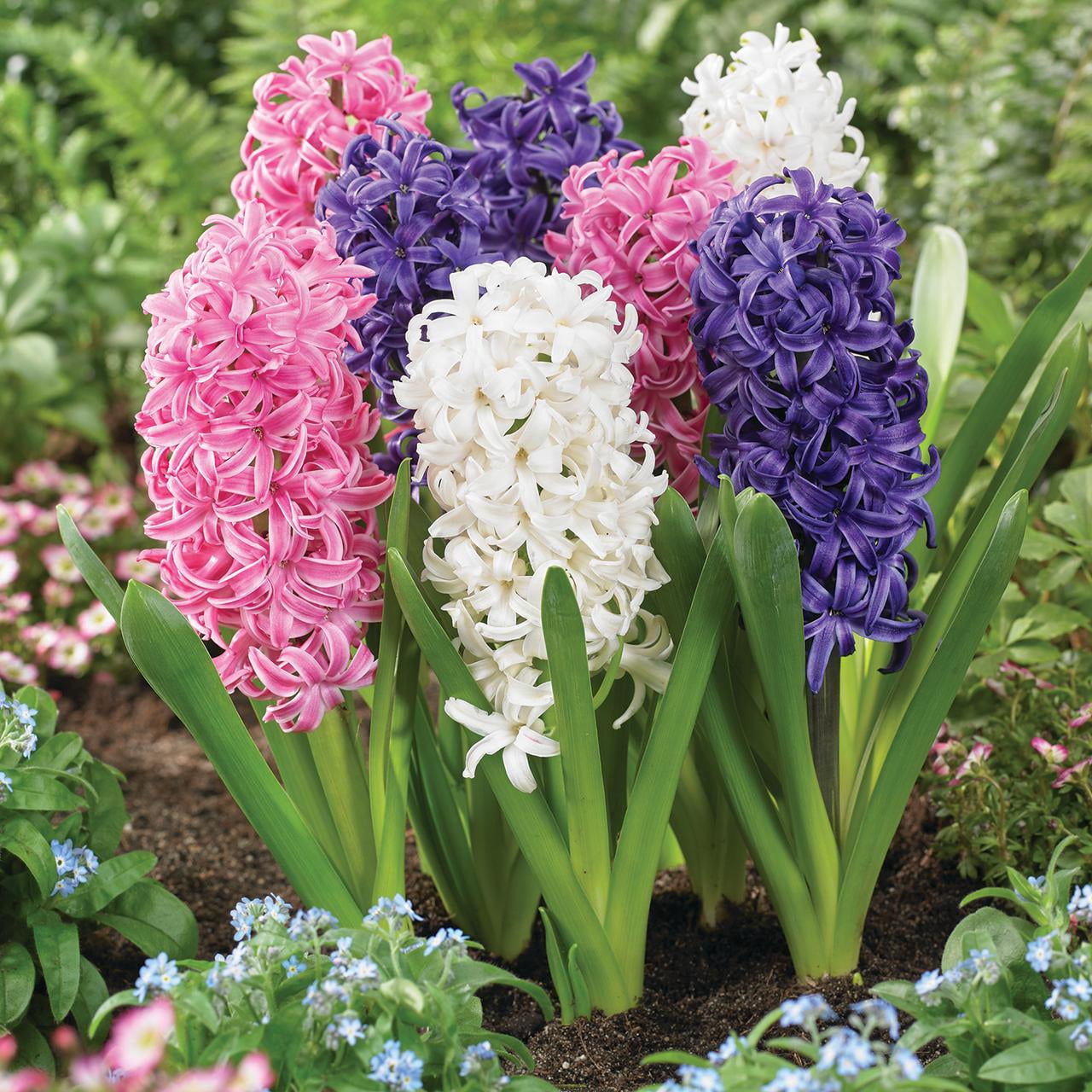 Expert Gardener Hyacinth Mix Plant Bulbs (3 Dormant Bulbs)
