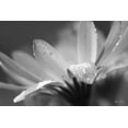 thumbnail image 2 of Deiter, Lori 18x13 Gold Ornate Wood Framed with Double Matting Museum Art Print Titled - Daisy, 2 of 4