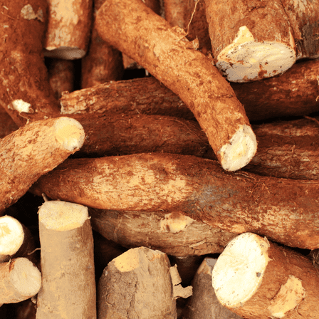 Set 5 Manihot Esculenta Cuttings, Cassava Yuca Roots, Sweet Cassava Live Cuttings for Outdoor Planting