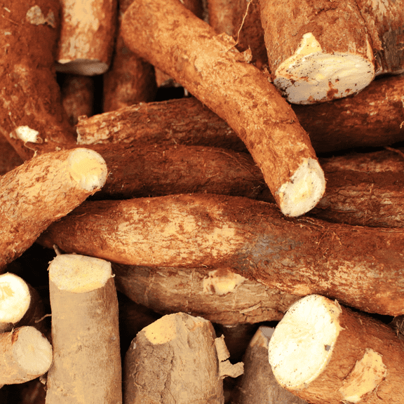 Set 5 Manihot Esculenta Cuttings, Cassava Yuca Roots, Sweet Cassava Live Cuttings for Outdoor Planting