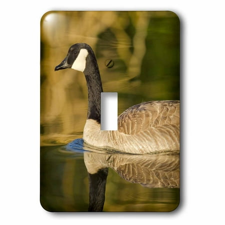 3dRose Canada geese, Bird Viewing Preserve, Nevada - US29 MPR0061 - Maresa Pryor, 2 Plug Outlet Cover