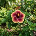 thumbnail image 3 of Red-Black-Yellow Hibiscus Live Plant 5 to 7 Inch, Vibrant Flowering Plant, Outdoor Hibiscus for Patio Garden Planting, 3 of 5